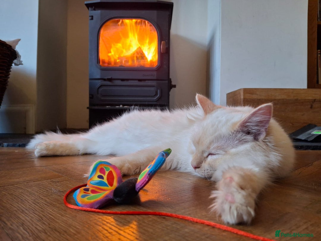 Ragdoll cats for sale: Flame point male ragdoll, Ozzy, aged 1 year - Image 5