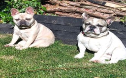 French Bulldog dogs for sale: 2 beautiful French bulldog puppies - Advert 5