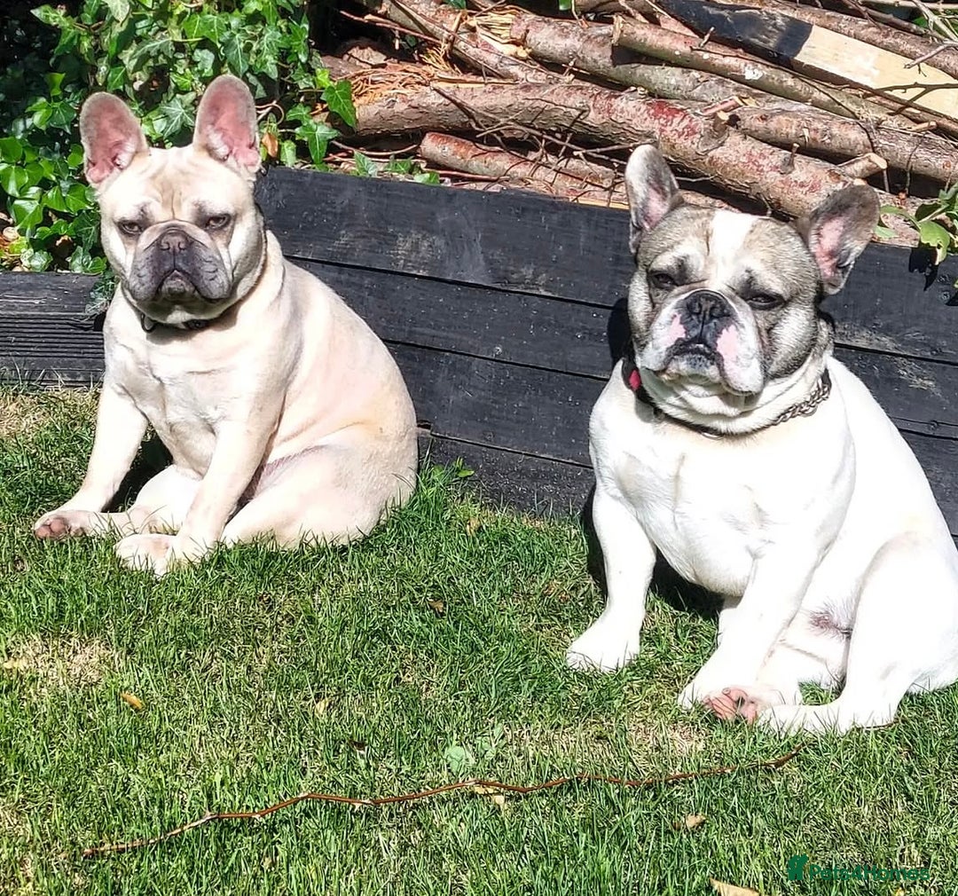 French Bulldog dogs for sale: 2 beautiful French bulldog puppies - Advert 5