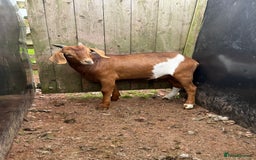 Goats livestock for sale: 2x Billy Goats and 1x Castrated Pygmy Goat.  - Image 5