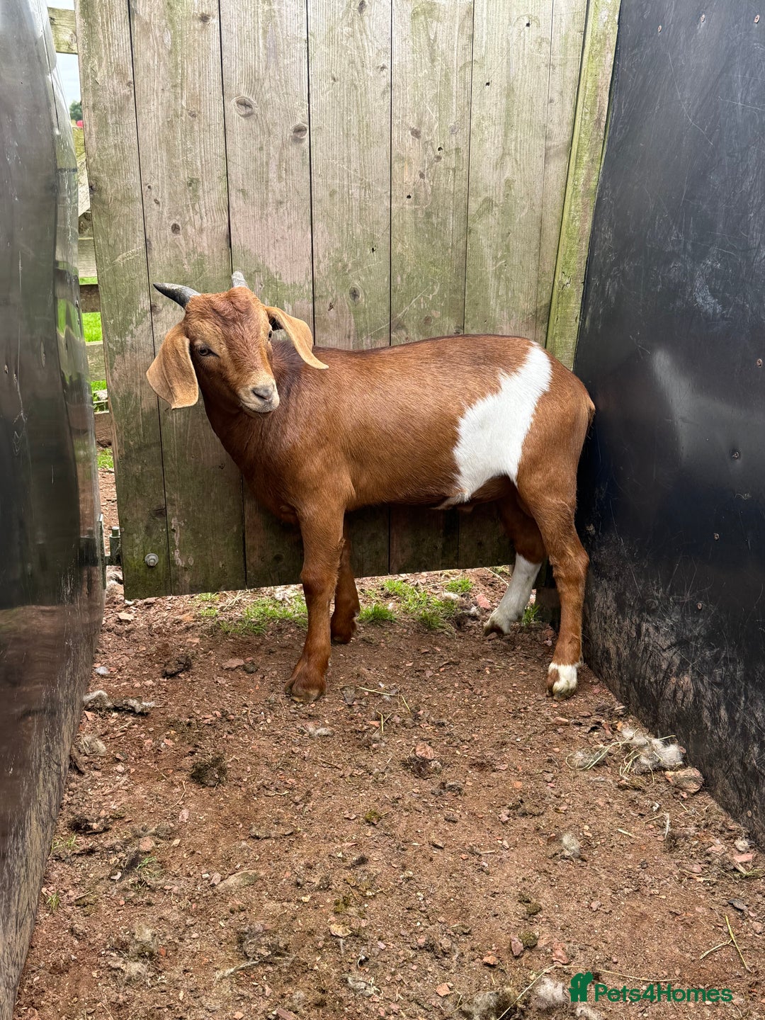 Goats livestock for sale: 2x Billy Goats and 1x Castrated Pygmy Goat.  - Image 5