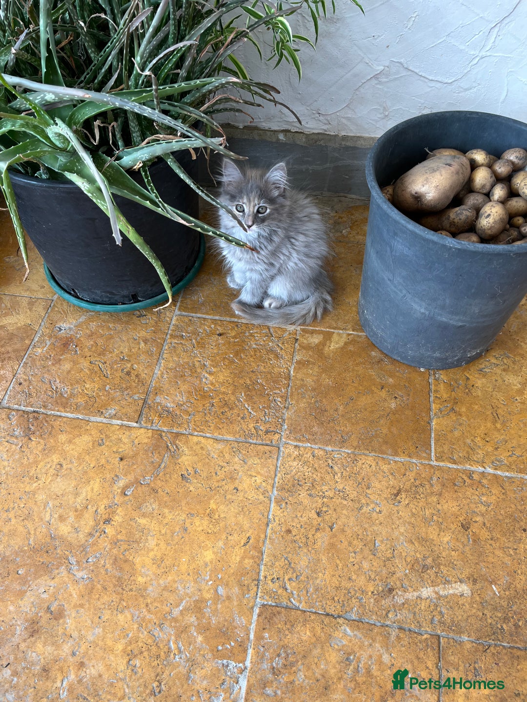 Ragdoll cats for sale: Ragcoons - Image 14
