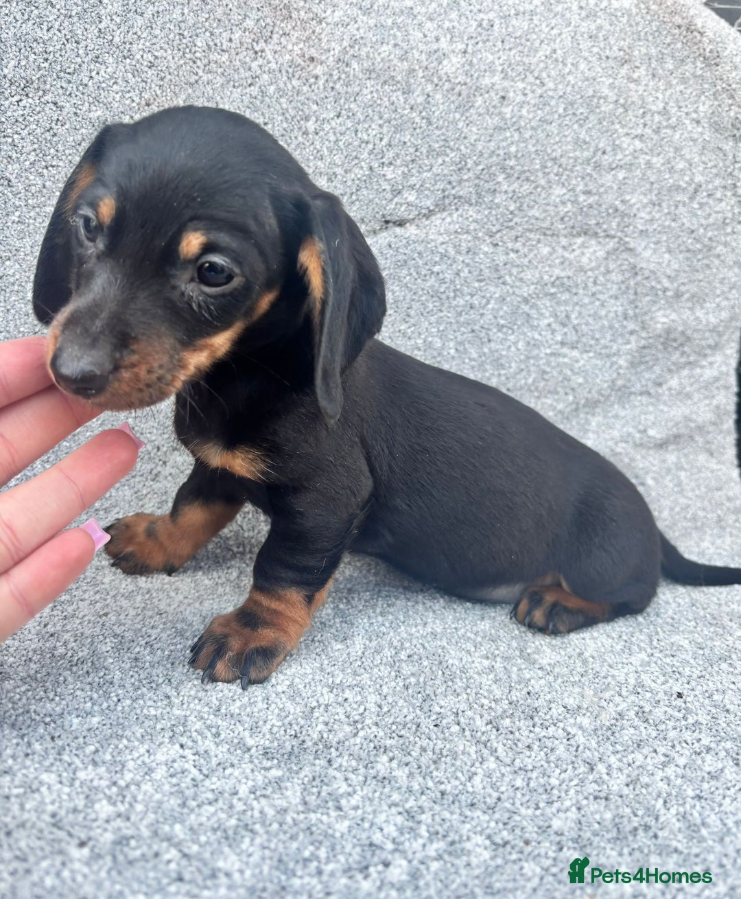 Miniature Dachshund dogs for sale: Mini dachshunds 4 boys  - Advert 3