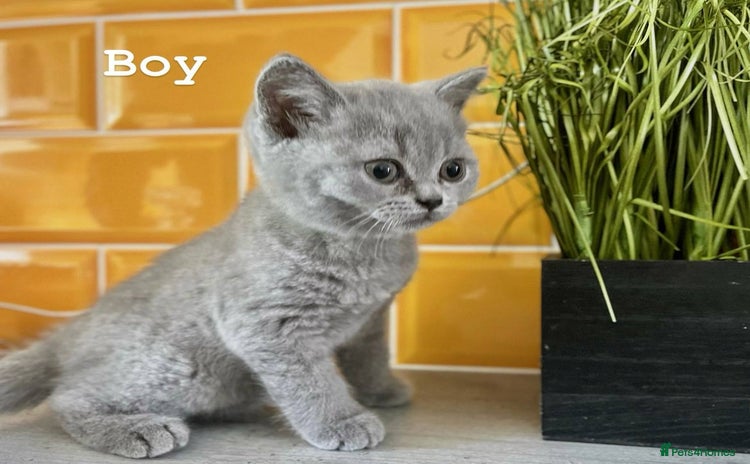 Scottish Fold cats - Advert 6