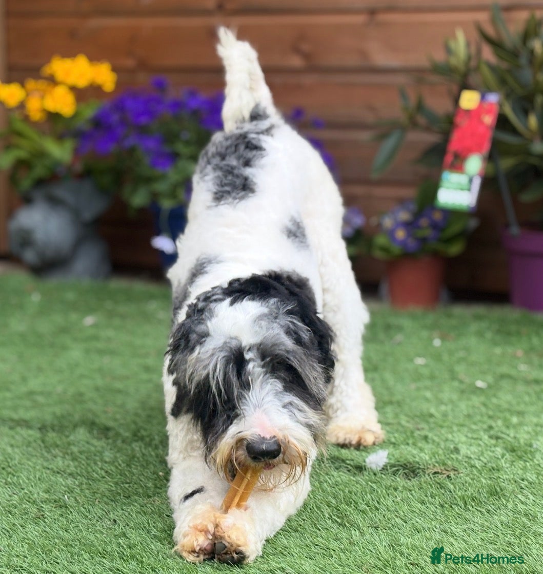 Schnoodle dogs Male Merle Parti Schnoodle - Advert 6