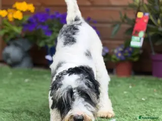 Schnoodle dogs Male Merle Parti Schnoodle - Advert 6