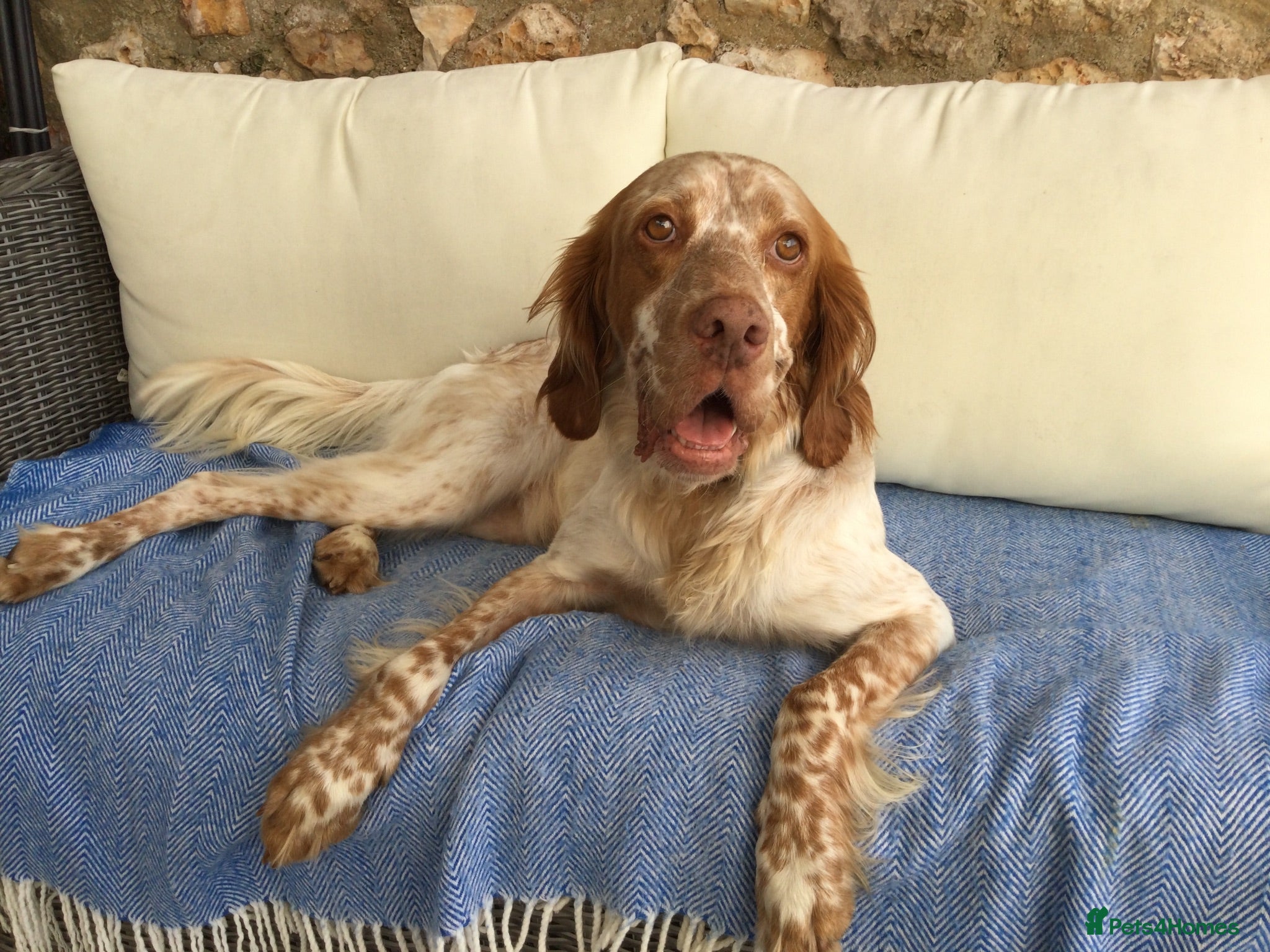 English Setter dogs Rare English Setter  - Advert 6