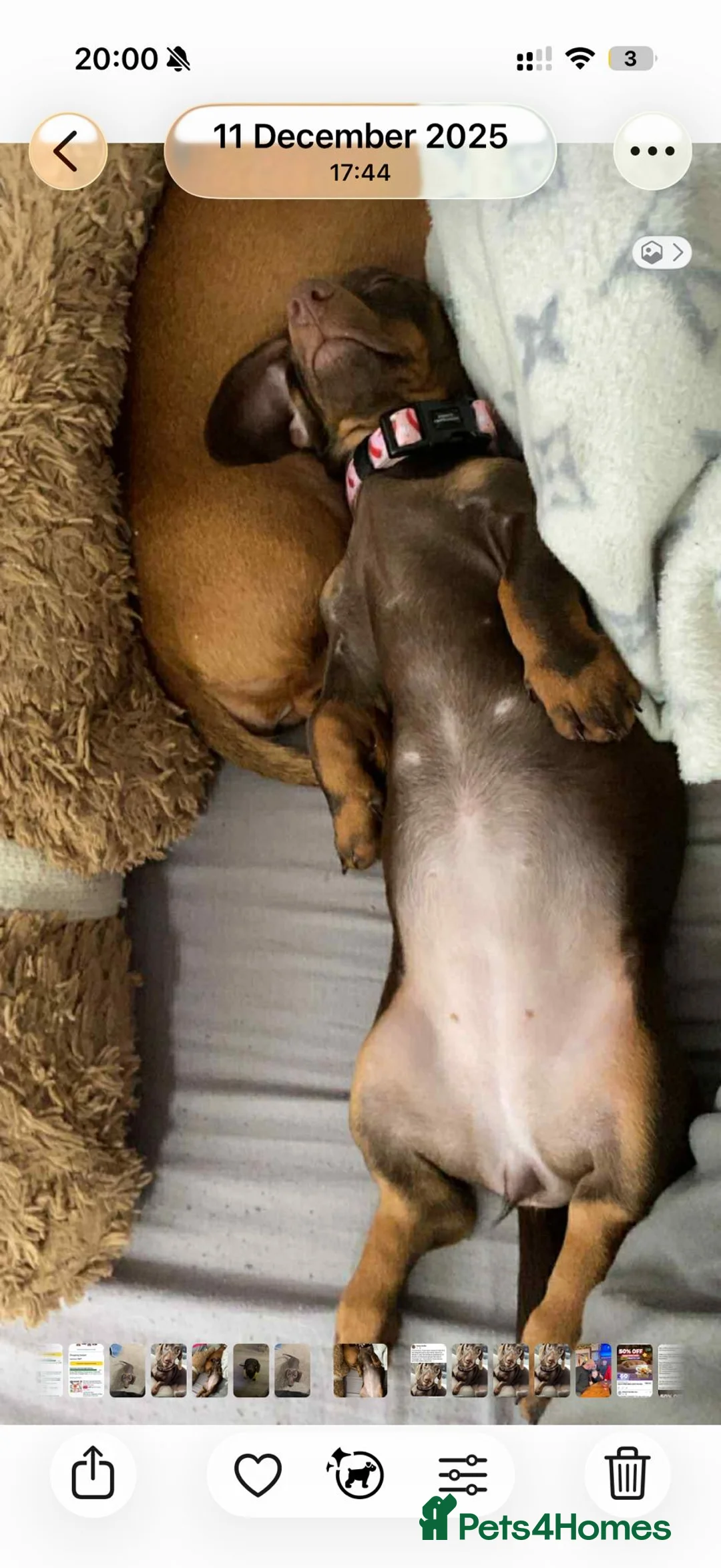 Dachshund dogs for sale: Sandy  - Advert 2