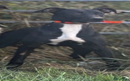 Mixed Breed dogs for sale: Lurcher  - Image 1