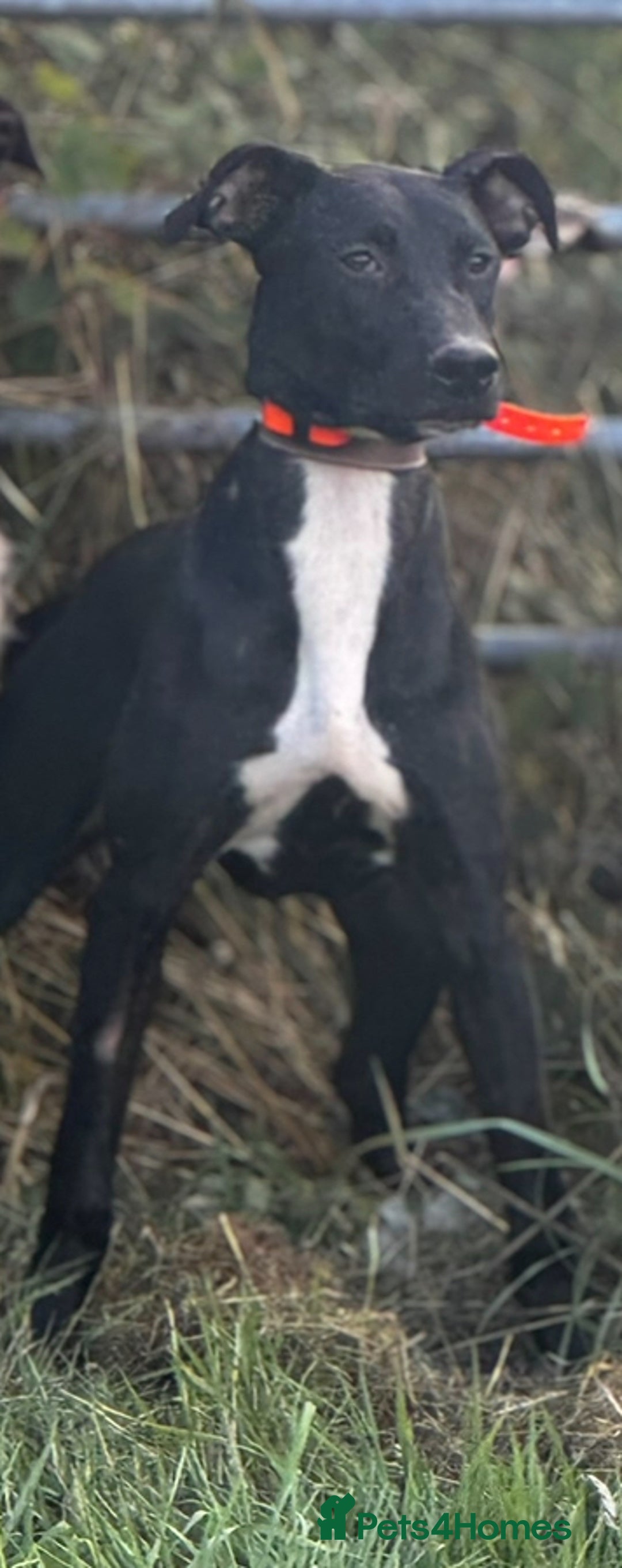 Mixed Breed dogs for sale: Lurcher  - Image 1