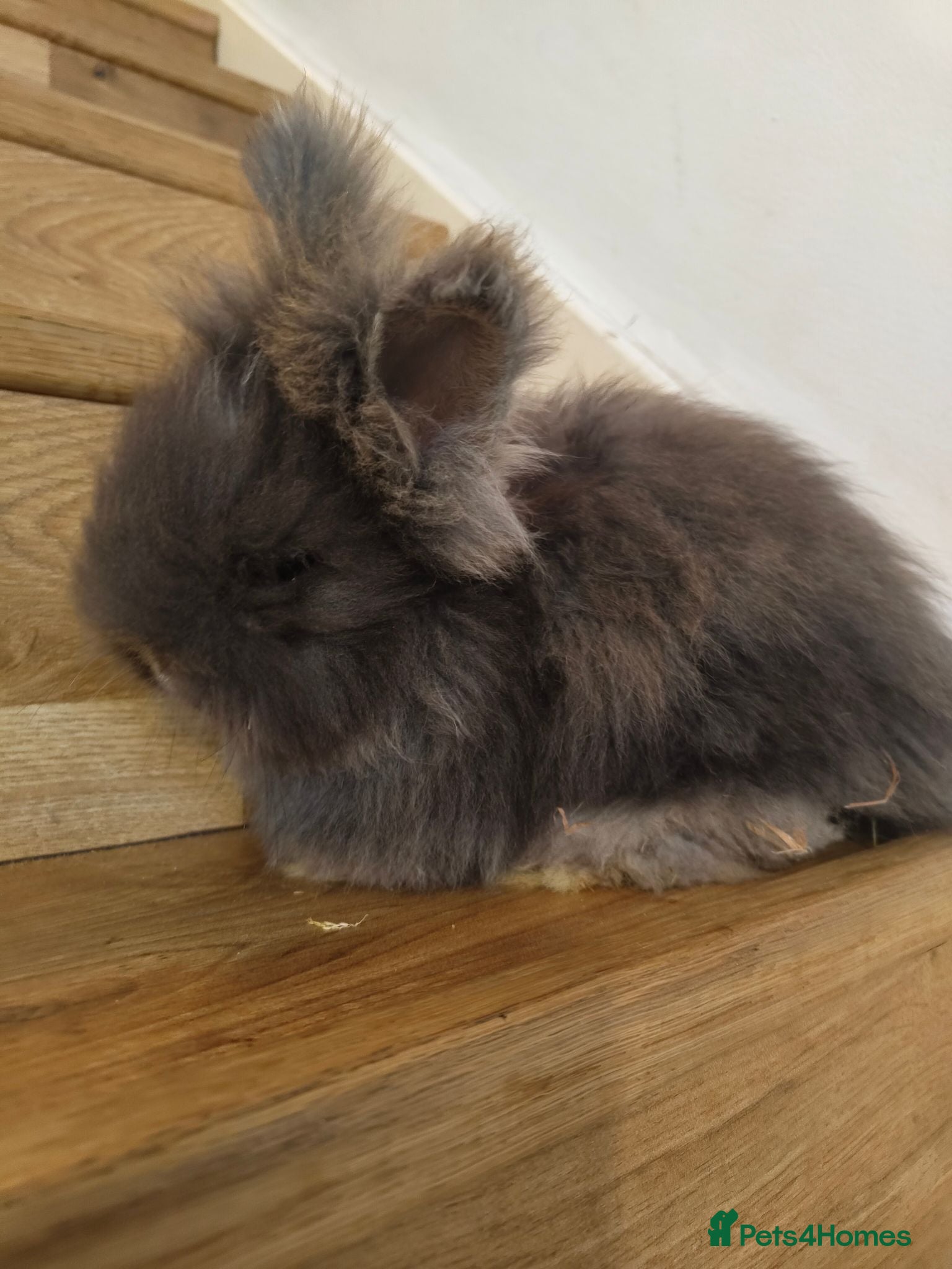 Angora rabbits 💜English Angora rabbits 💜 ! last girl! - Advert 2