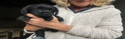 Mixed Breed dogs for sale: Border terrier x border poodle  - Advert 5