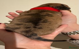 Dachshund dogs for sale: Dachshund puppies for sale  - Image 5