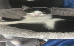 Mixed Breed cats for sale: 15 month old sisters  - Image 7