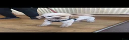 Cockapoo dogs for sale: Only 1 girl left left ☺️Gorgeous F1 cockapoos 🤍 - Advert 12