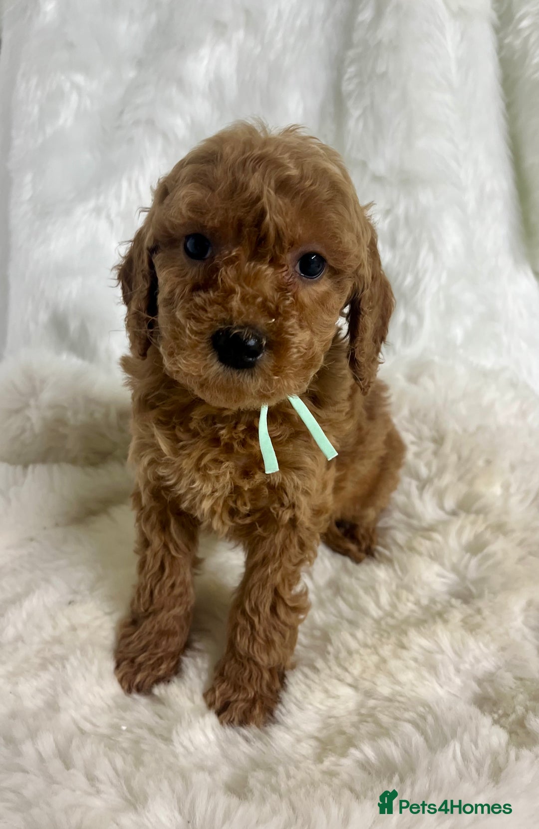 Mini Goldendoodle dogs for sale: Top Quality Miniature Goldendoodle puppies - Advert 13