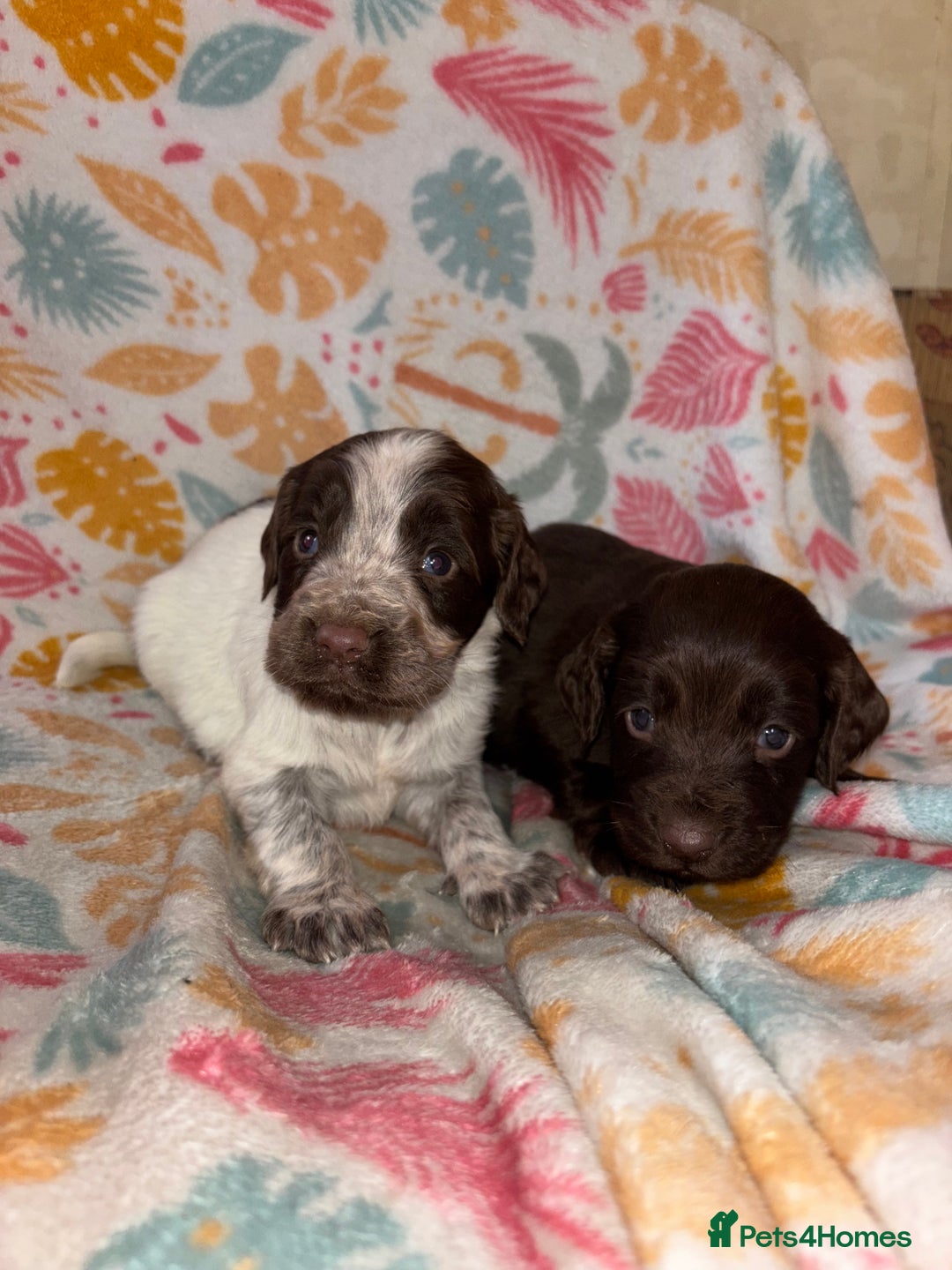 Cocker Spaniel dogs for sale: Cocker spaniel puppies - Advert 2