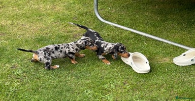 Miniature Dachshund dogs - Advert 11
