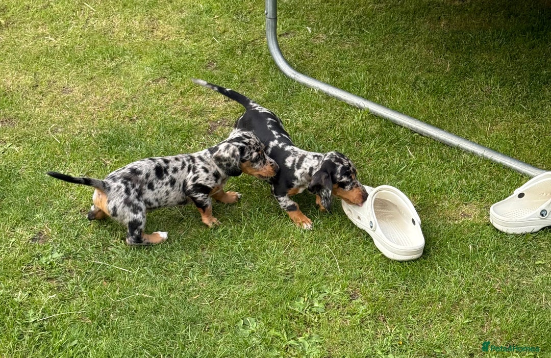 Miniature Dachshund dogs for sale: Miniature dachshund puppies  - Image 2