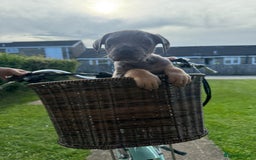 Cane Corso dogs for sale: Cane corsos 2 weeks left  in Cramlington - Image 20