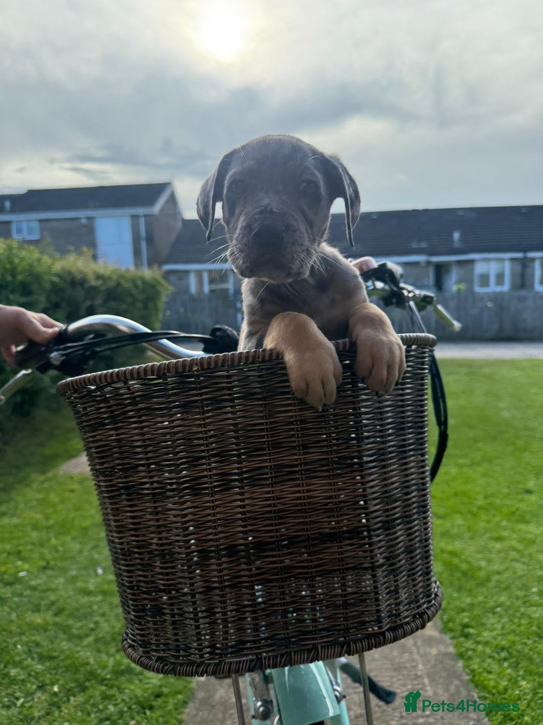 Cane Corso dogs for sale: Cane corsos 2 weeks left  in Cramlington - Image 20