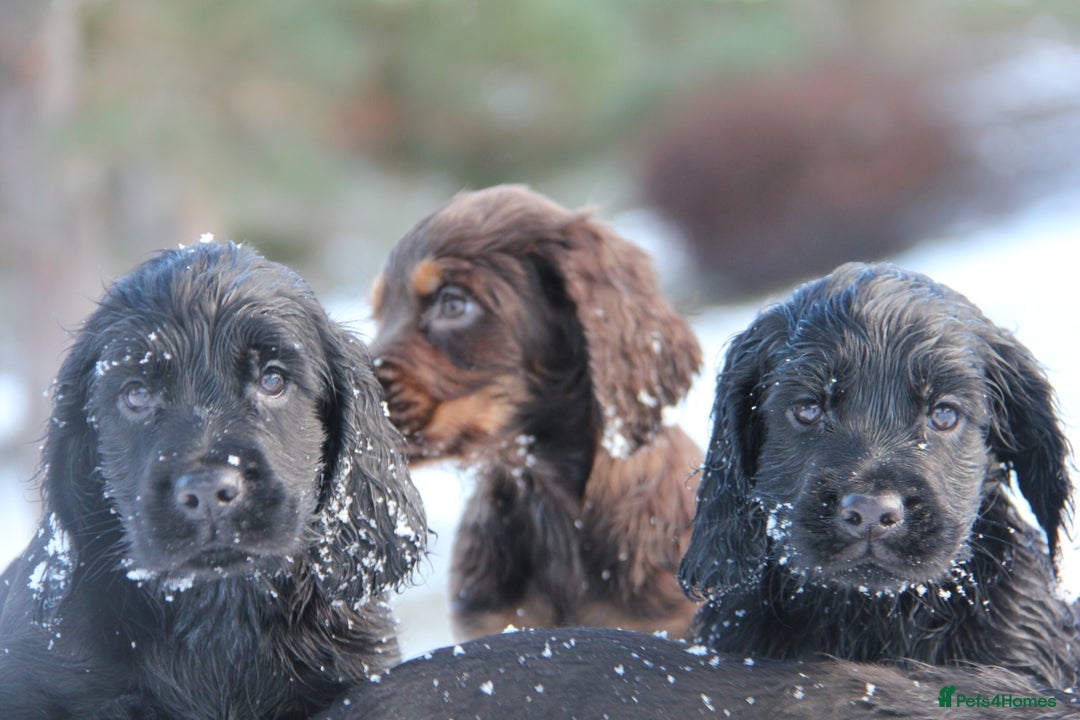 Cocker Spaniel dogs for sale: Gorgeous KC Reg Cocker Spaniels for Forever Homes - Advert 17
