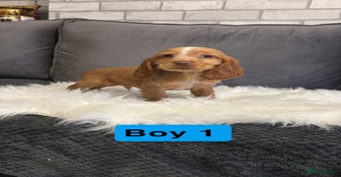 Cocker Spaniel dogs - Advert 8