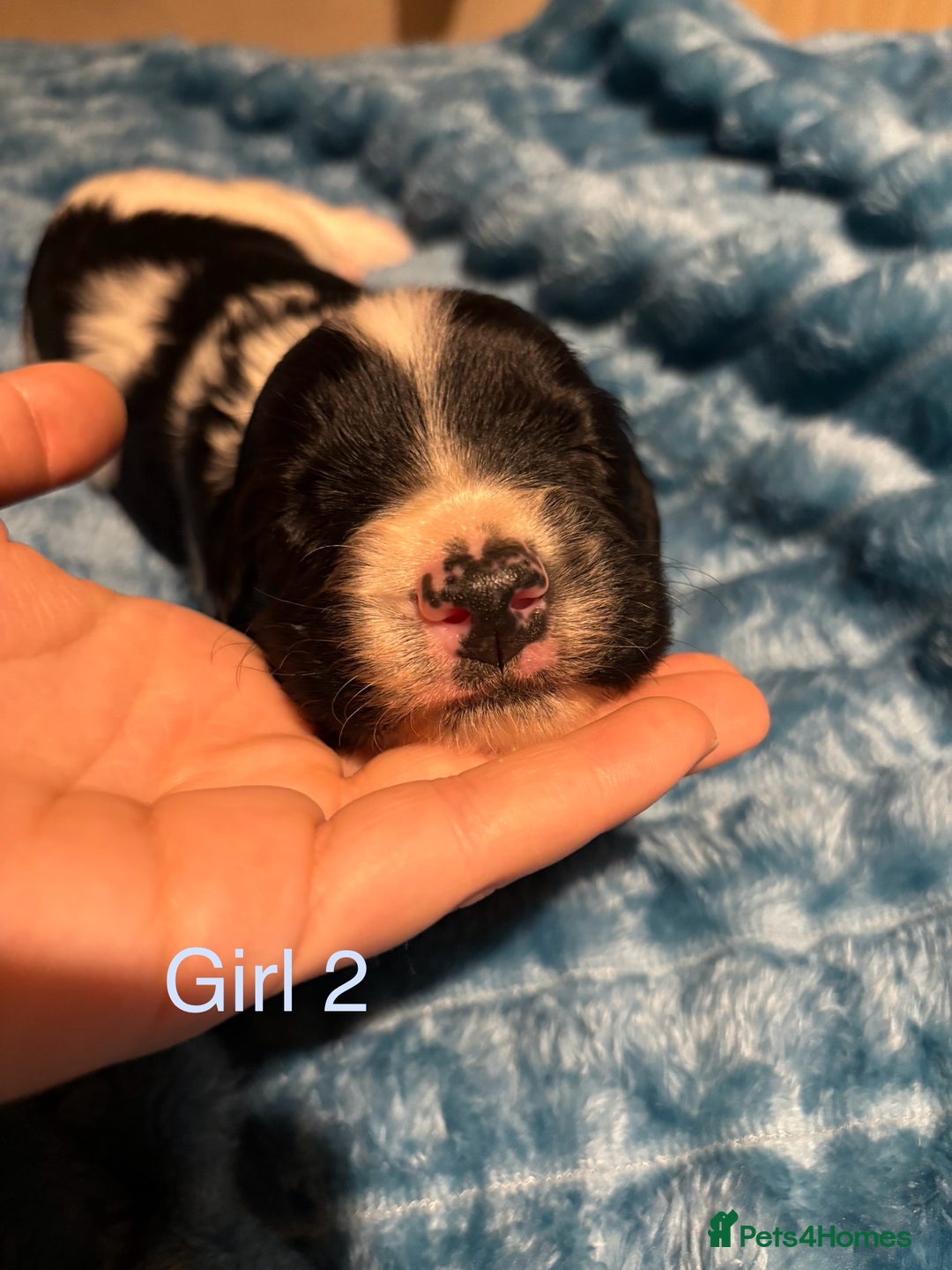 English Springer Spaniel dogs for sale: ✨ KC Registered English Springer Spaniel Puppies ✨ - Advert 16