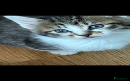 Mixed Breed cats for sale: 6 kitten kittens looking for there forever homes  - Image 4