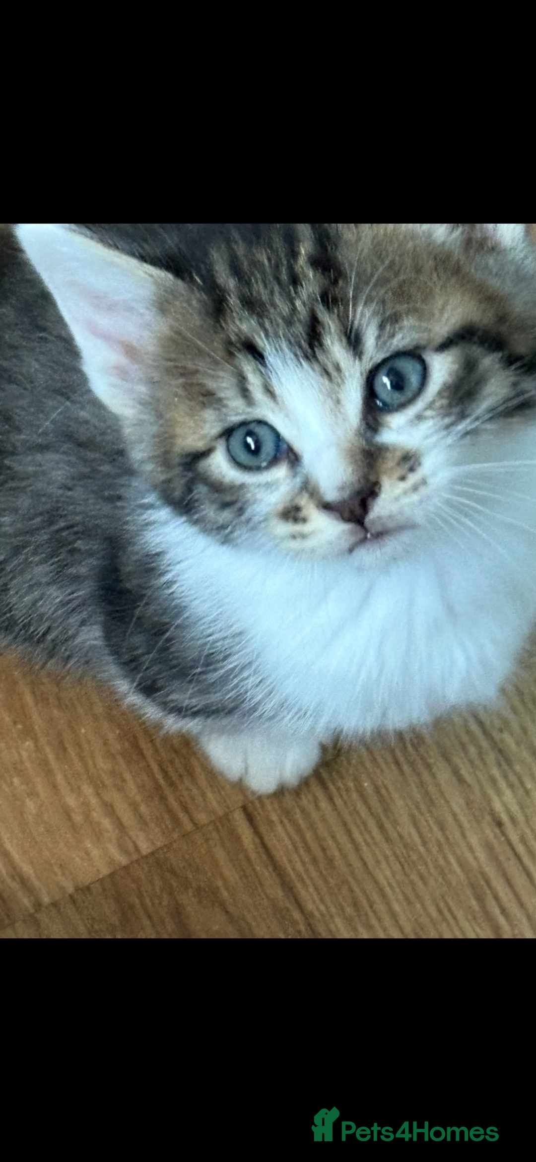 Mixed Breed cats for sale: 6 kitten kittens looking for there forever homes  - Image 4
