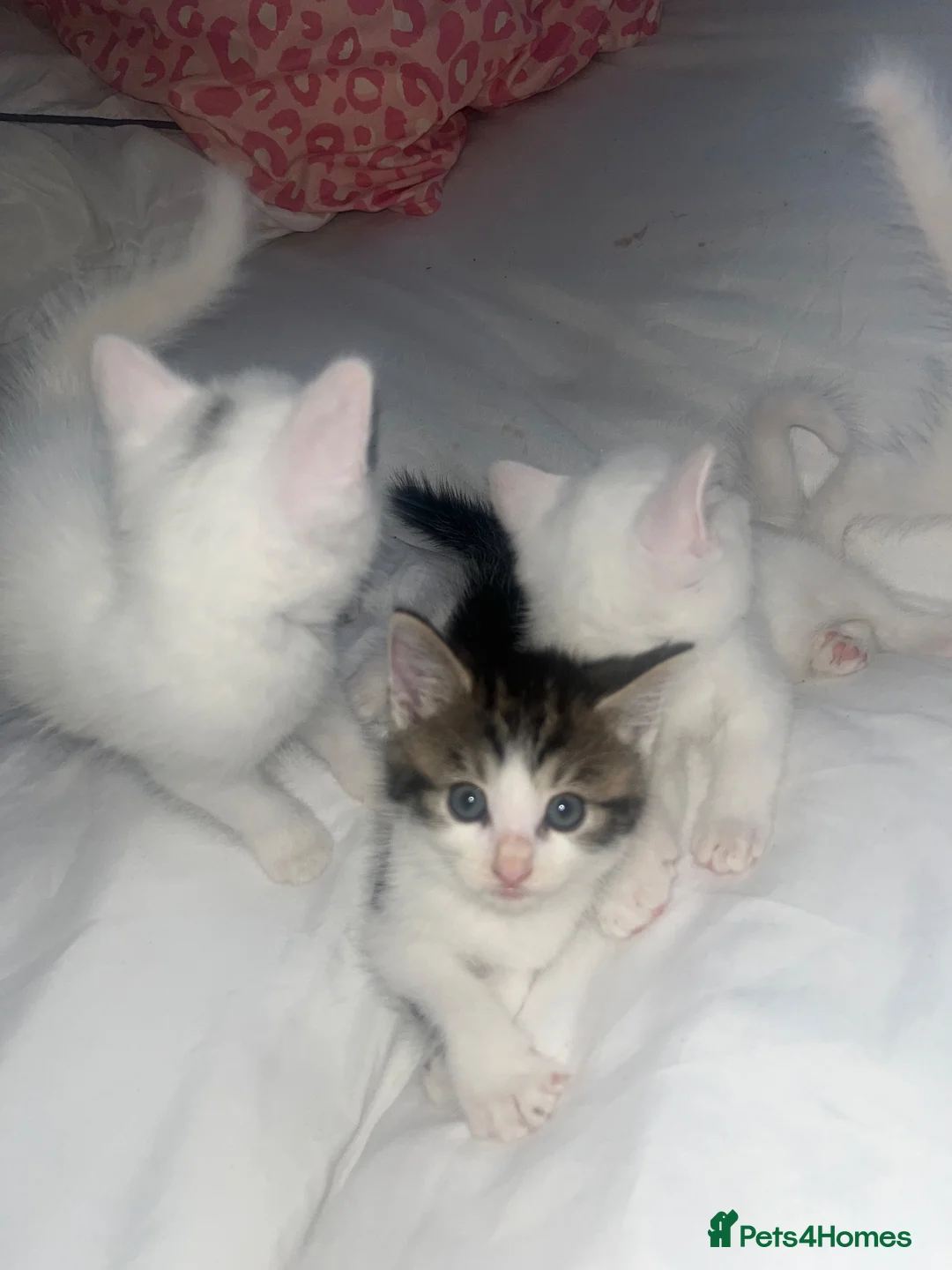 Ragdoll cats for sale: Ragdoll cross  in Bedford - Advert 2