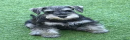 Miniature Schnauzer dogs for sale: 3 beautiful pups available  in Newton Aycliffe - Advert 2