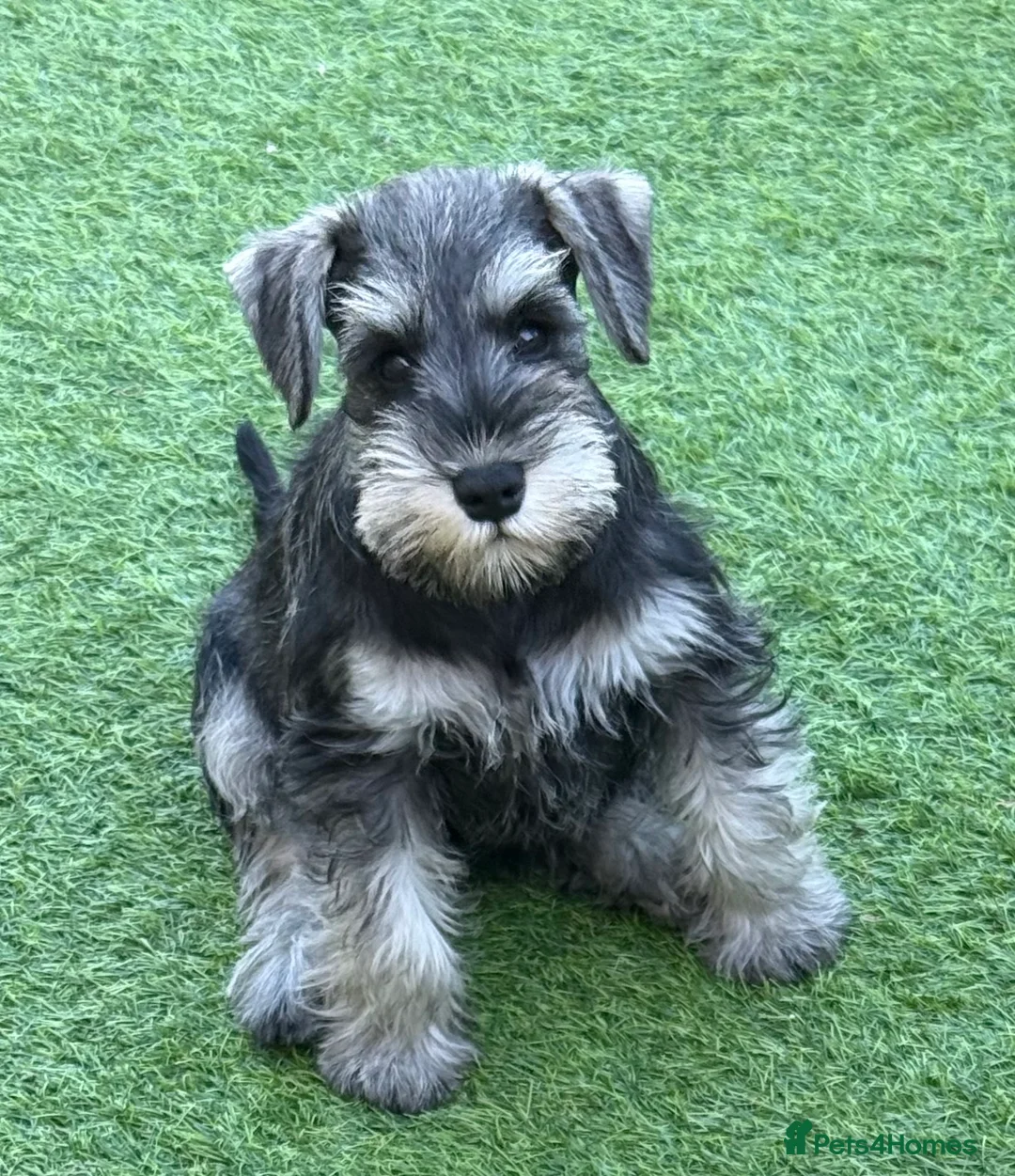 Miniature Schnauzer dogs for sale: 3 beautiful pups available  in Newton Aycliffe - Advert 2