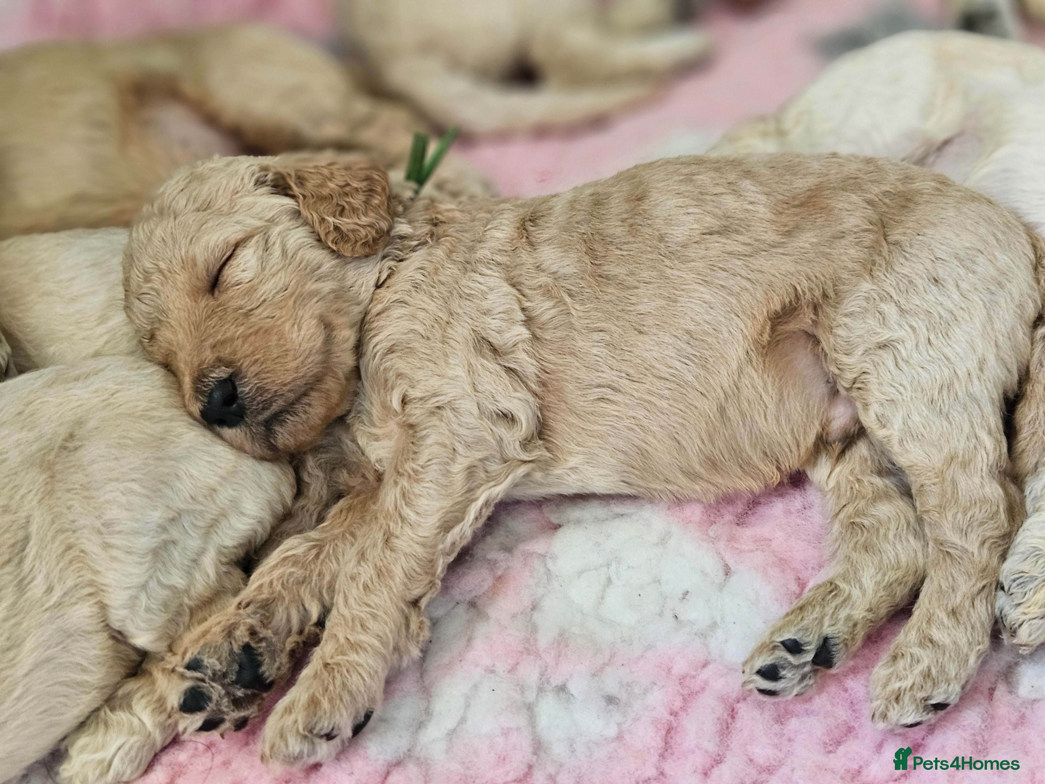 Standard Poodle dogs Kc Standard poodle puppies  - Advert 2