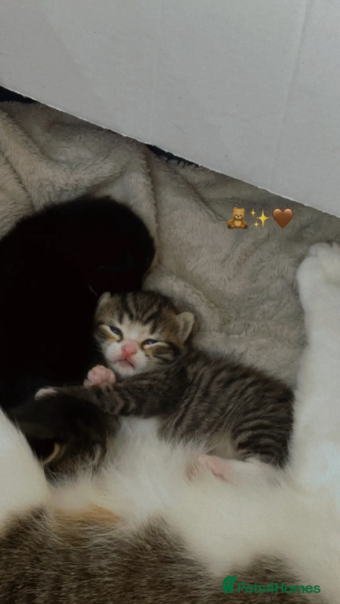 British Longhair cats for sale: 3 beautiful longhair kittens for sale✨❤️ - Advert 2