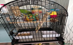 Ringnecks birds for sale: Ringneck parrot plus large cage - Image 2