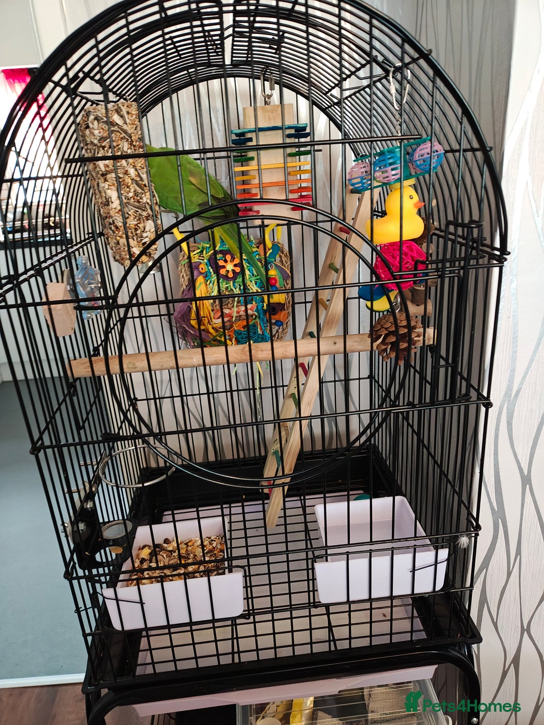 Ringnecks birds for sale: Ringneck parrot plus large cage - Image 2