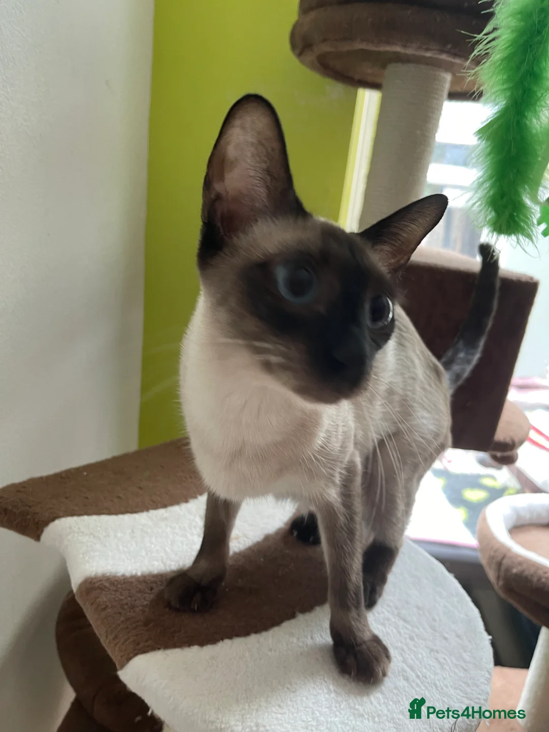 Gallery Image {{count}}