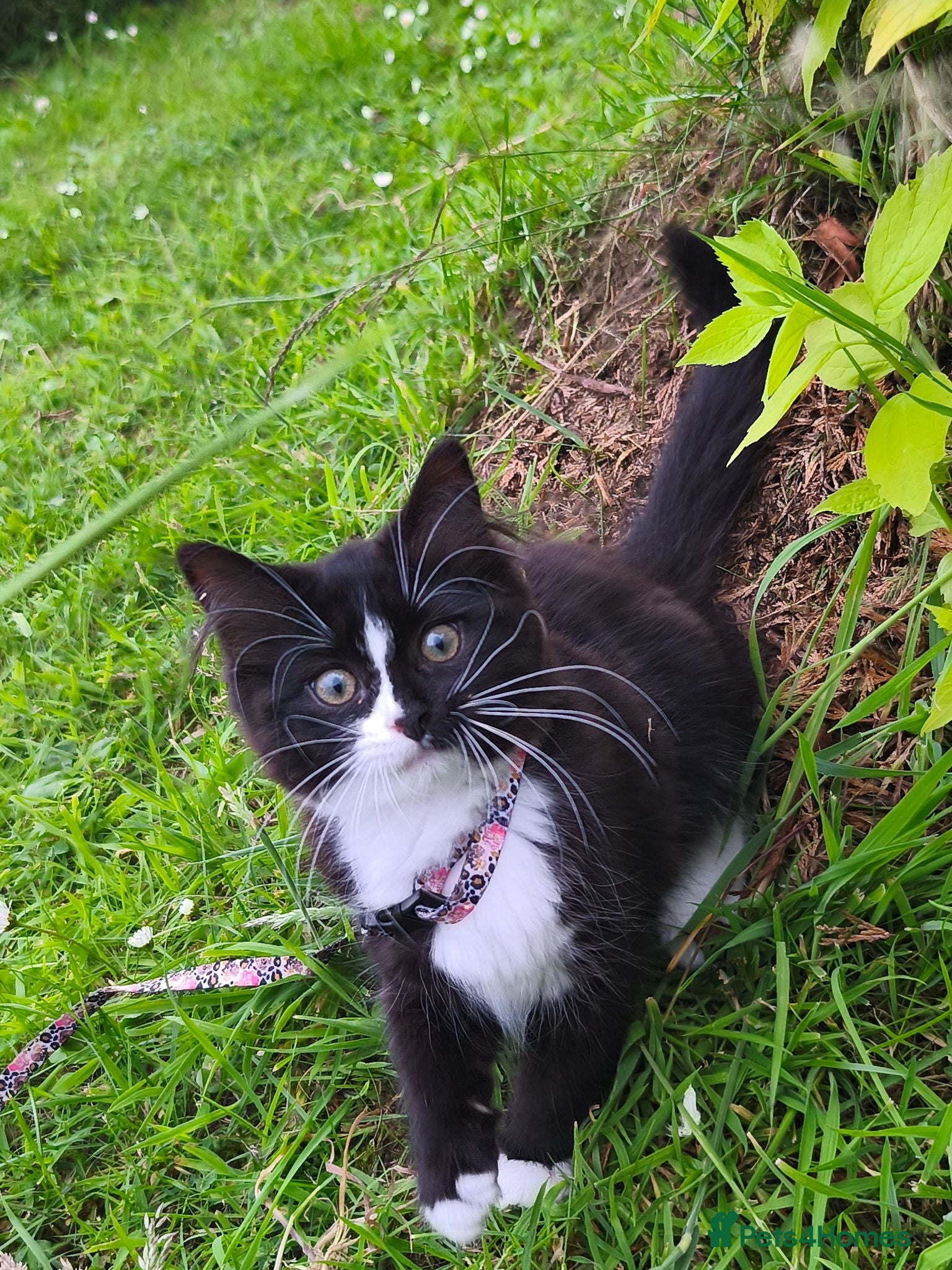 Mixed Breed cats Lovely female Ragdoll-cross  - Advert 10