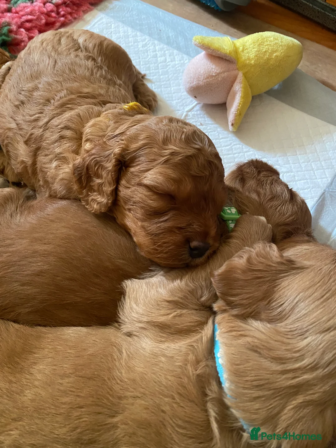 Mixed Breed dogs for sale: Beautiful Cavacockapoo puppies, only two left!  - Advert 20