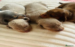 Miniature Dachshund dogs for sale: Beautiful litter of KC reg miniature dachunds  - Image 11