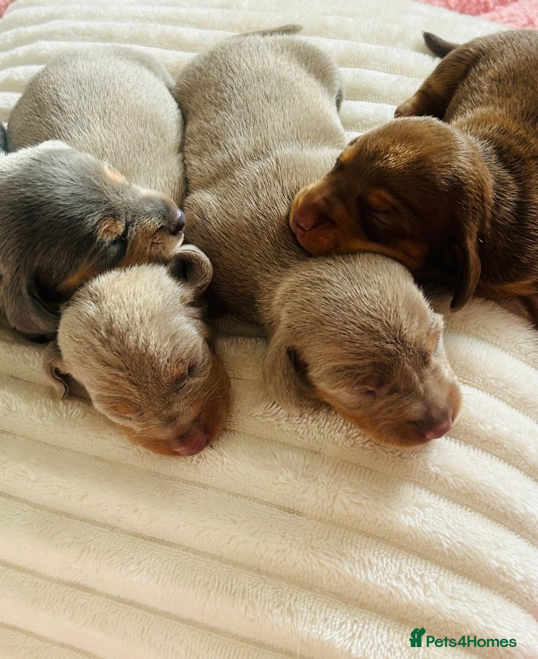 Miniature Dachshund dogs for sale: Beautiful litter of KC reg miniature dachunds  - Image 11