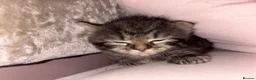 Mixed Breed cats for sale: Beautiful Kittens for sale half grey BSH - Advert 5