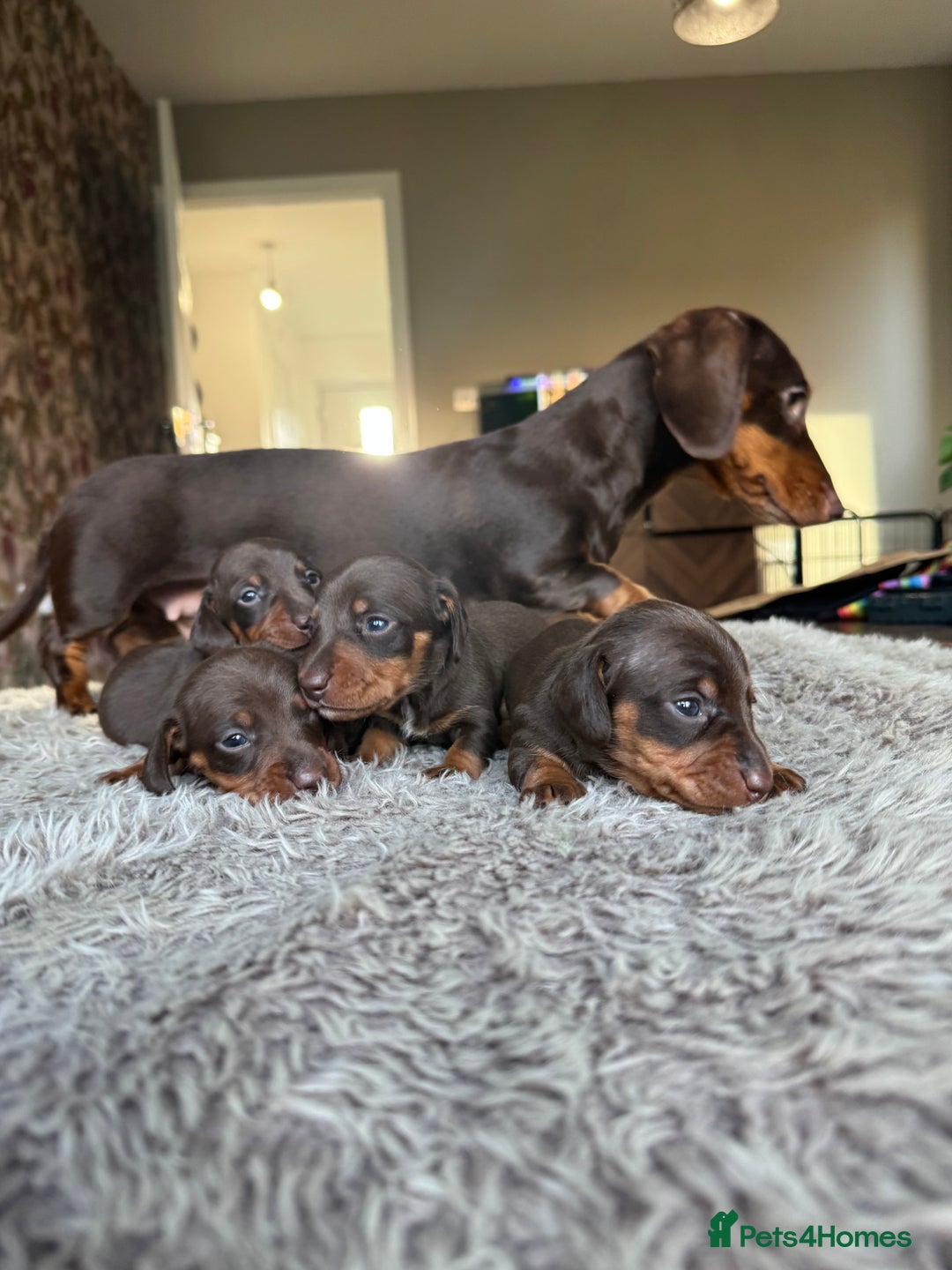 Miniature Dachshund dogs for sale: True Miniature Dachshund Puppies - Advert 19