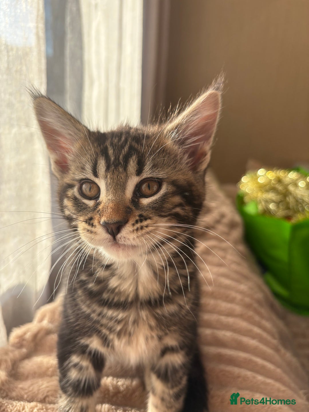 Maine Coon cats for sale: Maine Coon Kittens — Fluffy, Friendly - Advert 9