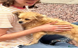 Mixed Breed dogs for adoption: Bambi - In Ayr looking for a home  - Image 8
