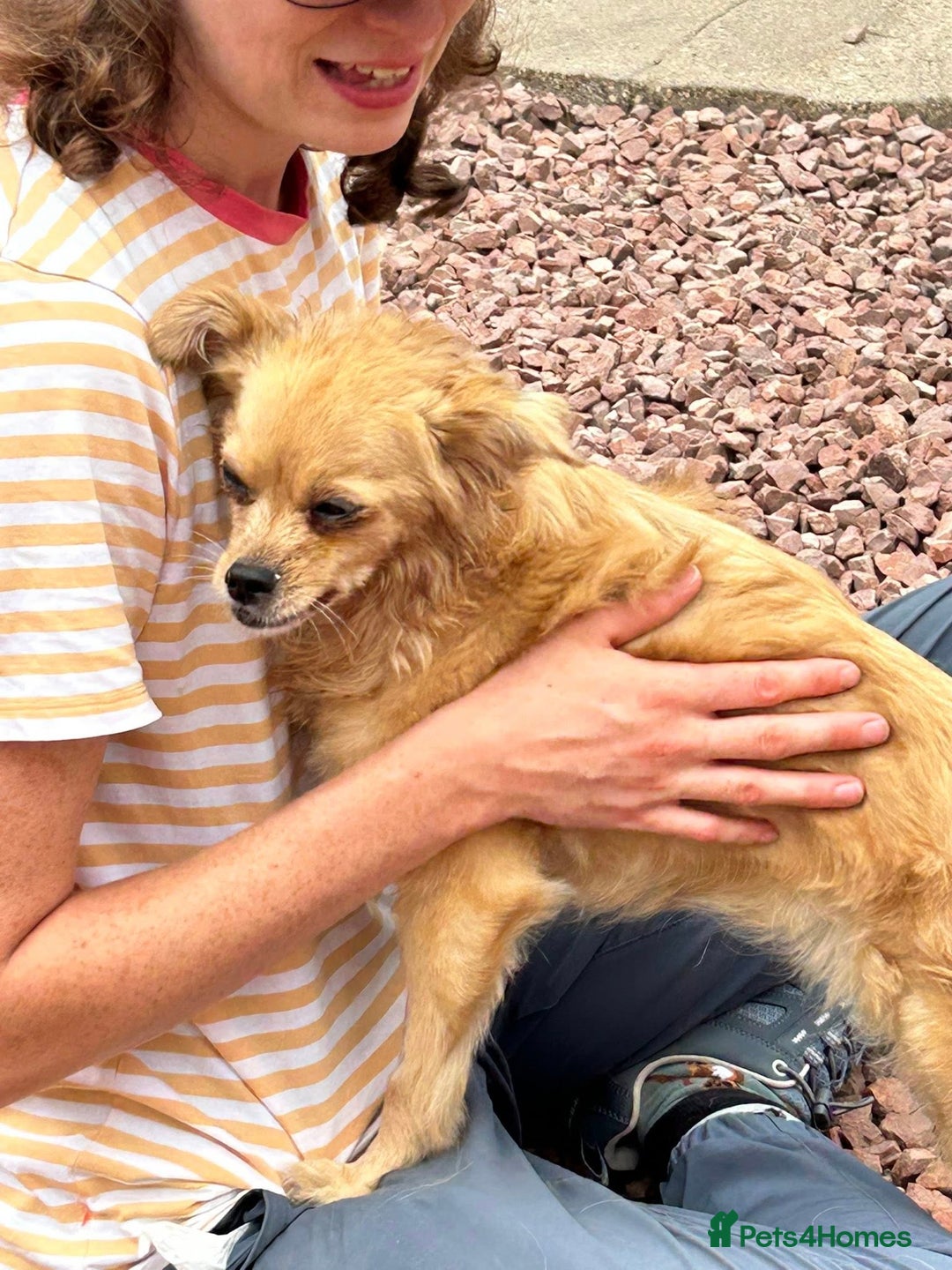 Mixed Breed dogs for adoption: Bambi - In Ayr looking for a home  - Image 8