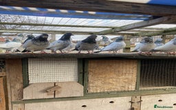 Pigeons birds for sale: Pigeons for sale - Image 3