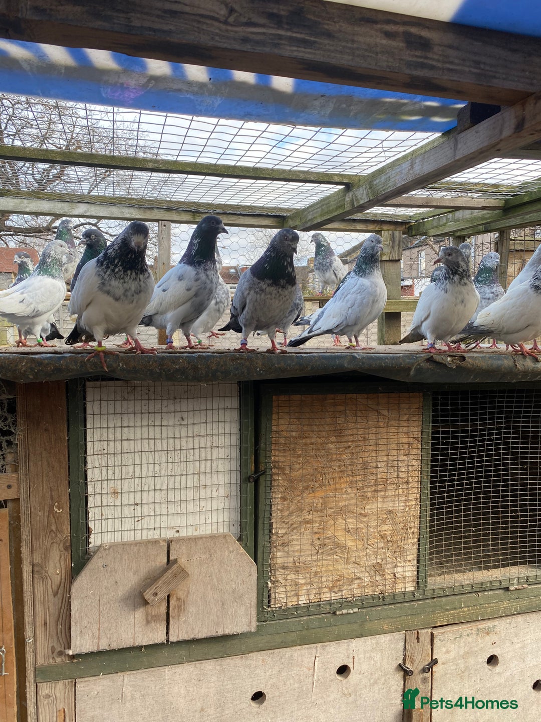 Pigeons birds for sale: Pigeons for sale - Image 3