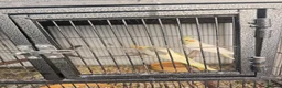 Mixed Breed birds for sale: Hand reard baby's  in Darlington - Advert 6
